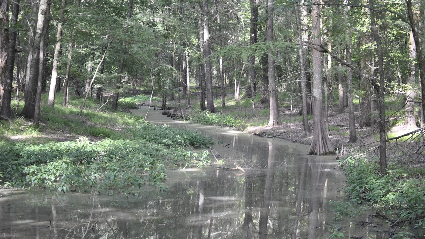 Arkansas land guide about Selling Arkansas Land With Back Taxes