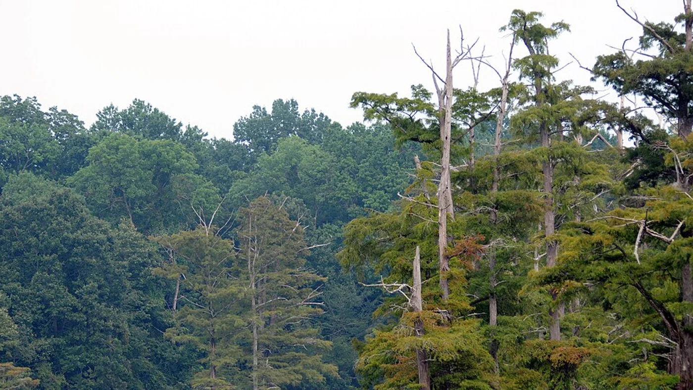 Illustrative Arkansas rural landscape, not a pictured sale parcel