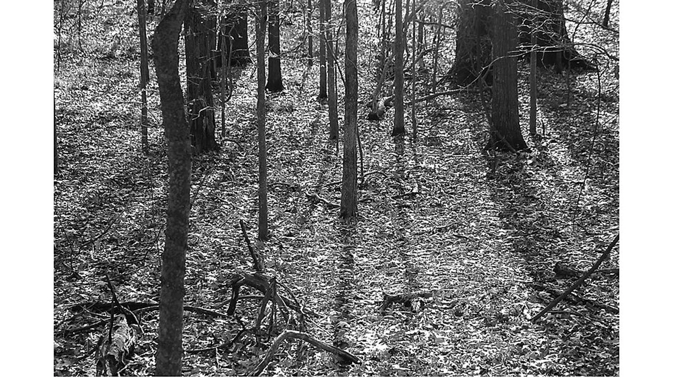 Wooded acreage in Arkansas